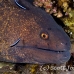 moray_yellowmargin_bhr_tam_h_0095_bal5838.jpg